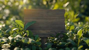 Blank wooden trunk board for label information important in spinach vegetable botanical field garden photo