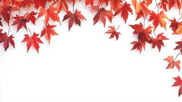 Red leaves maple on the edge decoration with natural shadow form sun light and white background photo