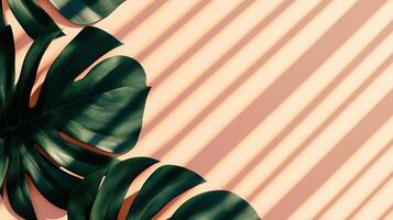 Green monstera leaves of the edge frame with shadow light, copy space solid background photo
