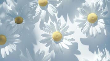 Chamomile flower with natural shadow form sun light and white background photo