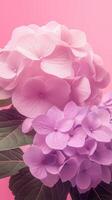 Hydrangea flowers petal blooming close up nature theme with story pink solid background photo