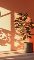 Peach wall with shadow sun light from window in living room minimalist story background photo