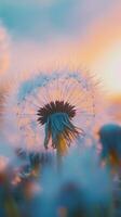 Dandelion petals blooming close up nature theme with story blurred background photo