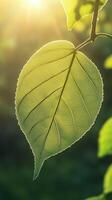 Green leaves closeup detail surface with highlighted blurred background photo