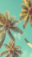 Coconut palm trees tropical vegetation taken from above with blue sky and clouds photo