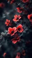 Captivating red flower dramatic photo effect dark blurred background portrait style