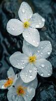 A stunning white flower with waterdrop freshness on rocks deep dark portrait background photo