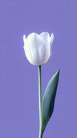Tulip white beauty blooming single flower with story portrait background photo
