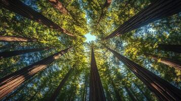Green forest tree tall perspective view from lower with sun light nature environment photo