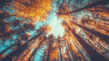 Yellow leaves forest tree tall perspective view from lower with sun light nature environment photo