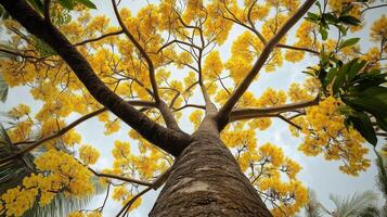 Captivating tree trunk wood with yellow blossom from low angle view perspective and blue sky photo