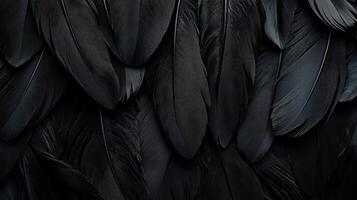 Black feathers on a black background photo