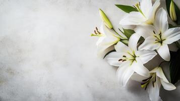 White lilies on a white background photo