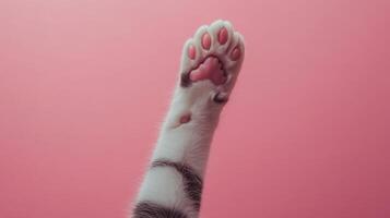 A cat's paw reaching up to the sky photo