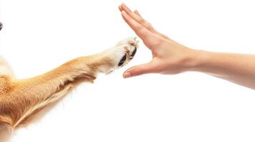 A dog reaching for a hand with a person's hand photo