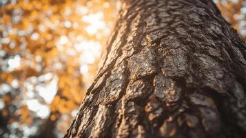 A close up of a tree trunk with the sun shining through photo
