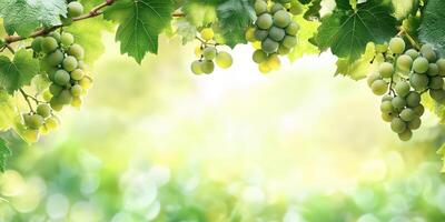 Grapes on a vine with a green background photo