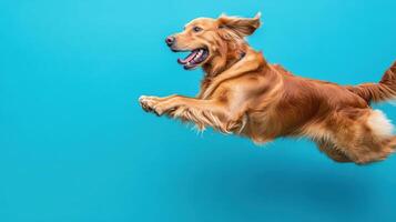 A golden retriever is jumping in the air photo