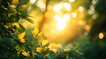 Sunlight shining through leaves in the forest photo