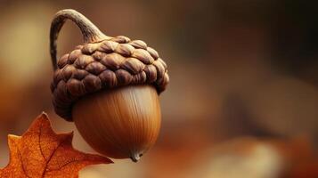 A close up of an acorn on a leaf photo
