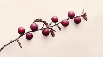 A branch of plums with leaves and berries photo