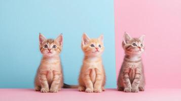 Three kittens sitting on a pink and blue background photo