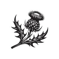 Thistle flower with leaves and thistle leaves on a white background vector