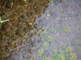 Irrigation channel between rice fields photo