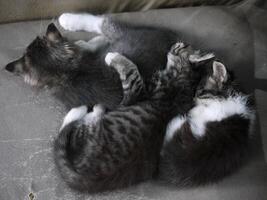 Three small striped domestic kittens sleeping hugging each other at home lying on a gray sofa photo