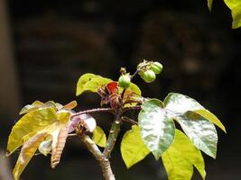 Young cermai fruit at the top of the tree photo