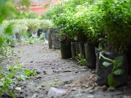 Ornamental plants and flowers in pots in a plant shop photo
