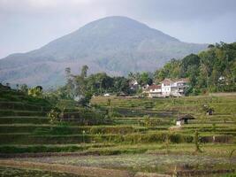 Panorama rice field with mountain background photo