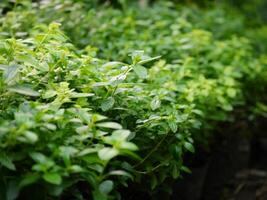 Ornamental plants and flowers in pots in a plant shop photo