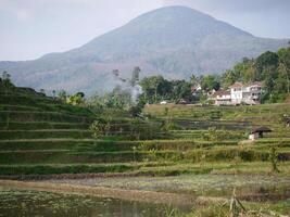 Panorama rice field with mountain background photo