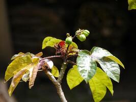 Young cermai fruit at the top of the tree photo