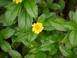 Various fresh plants in the home gardening area taken close up photo