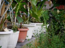 Ornamental plants and flowers in pots in a plant shop photo