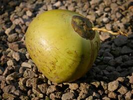Fresh young coconuts are ready to be served. photo
