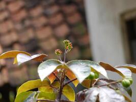 Young cermai fruit at the top of the tree photo