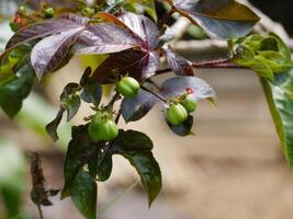 Young cermai fruit at the top of the tree photo