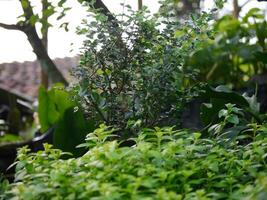 Ornamental plants and flowers in pots in a plant shop photo