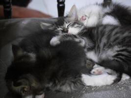 Three small striped domestic kittens sleeping hugging each other at home lying on a gray sofa photo