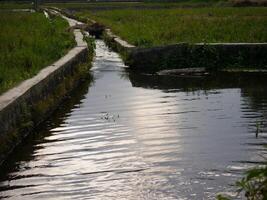 Irrigation channel between rice fields photo