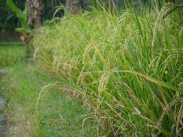 Rice plants starting to ripen taken close up photo