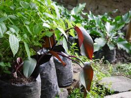 Ornamental plants and flowers in pots in a plant shop photo