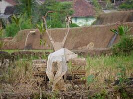 Tractor full of mud in the middle of a rice field after being plowed. photo