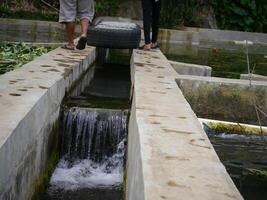 Irrigation channel between rice fields photo