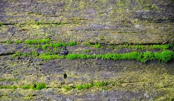 Tree trunk with moss - photo on background
