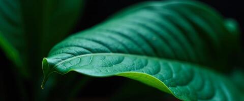 Green leaf with dew drops on a black background photo