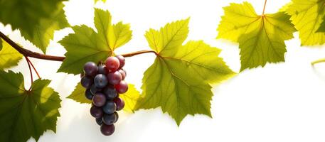 Grapevine with Red Grapes on White Background photo